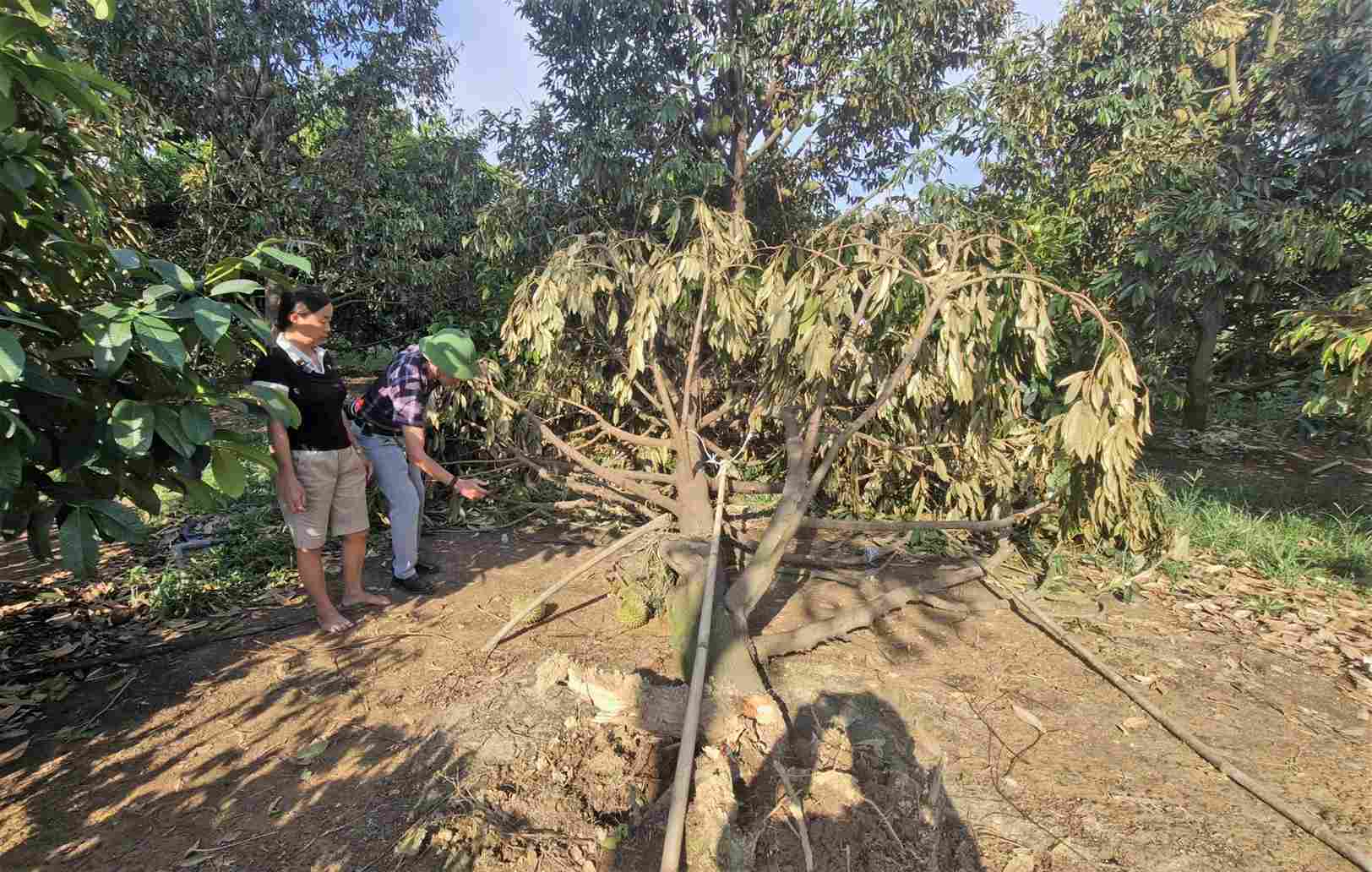 Sầu riêng của người dân xã Cát Tiên 3 bị bật gốc do lốc xoáy. Ảnh: Phúc Khánh