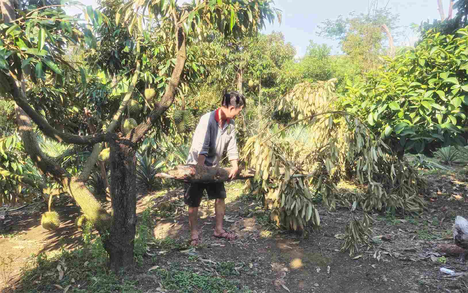 Ước tính có khoảng 37ha sầu riêng trên địa bàn xã Cát Tiên 3 bị ảnh hưởng do lốc xoáy. Ảnh: Phúc Khánh