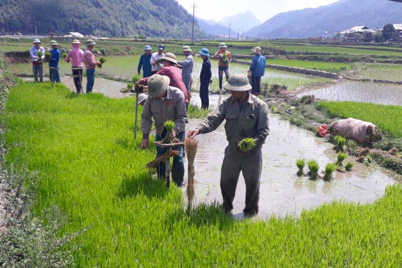 People in Luot village, Ngoc Chien commune, Son La province preparing seedlings in the fields. Photo: Truong Son