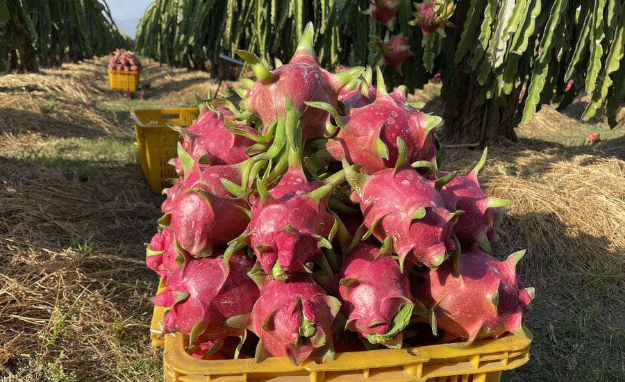 Dragon fruit is purchased by traders at the garden. Photo: Duy Tuan