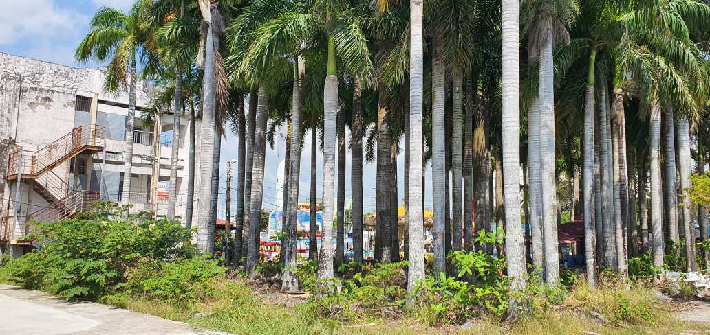 Khu đất vườn cao đến nay không biết đơn vị nào quản lý. Ảnh: Nhật Hồ.