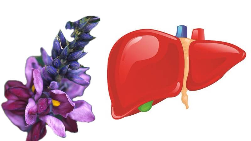 Protect the liver for people who regularly drink alcohol with arrowroot flower tea. Graphics: Ha May