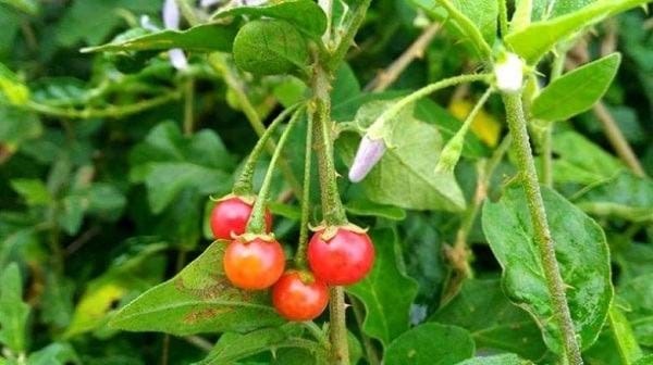 Ca gai leo is a precious medicinal herb for people with hepatitis B, cirrhosis... Photo: Tuong Minh