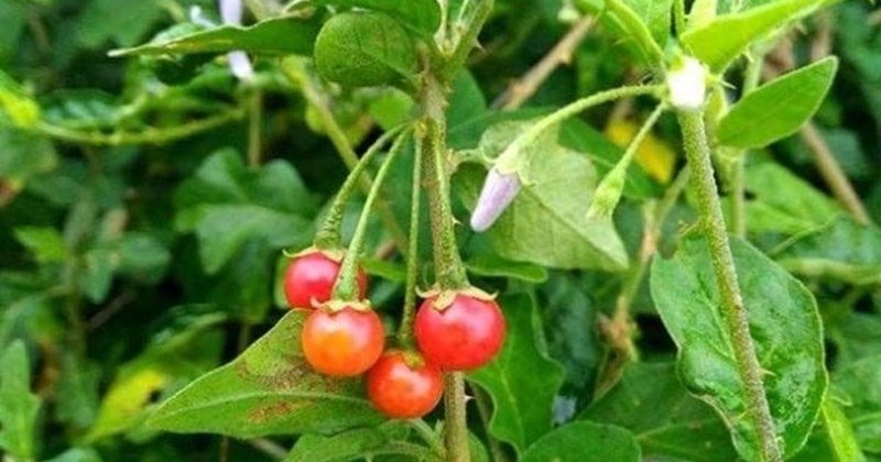 Ca gai leo, chè dây, sâm cau in the list of high-value medicinal herbs in Lang Son