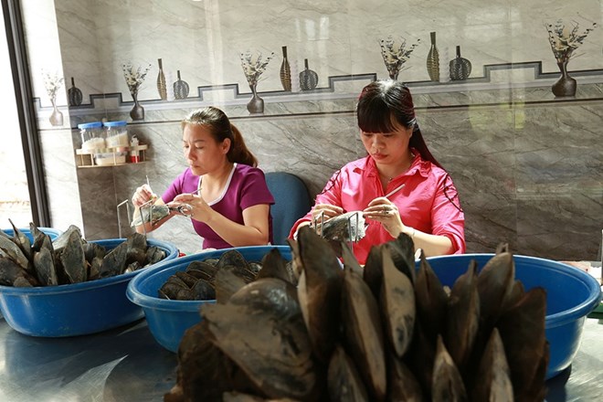 A micro-pearl farming enterprise in Ninh Binh. Decree 121/2018/ND-CP stipulates that enterprises using less than 10 employees are exempt from procedures for sending salary scales, salary tables... Photo: HAI NGUYEN
