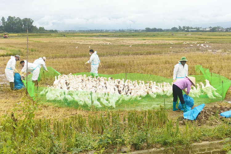 Functional forces count and destroy duck flocks due to A/H5N1 flu in Thanh Yen commune, Dien Bien province. Photo: Thanh Yen commune
