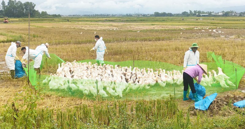 Điện Biên tiêu hủy 5.000 gia cầm vì cúm A/H5N1