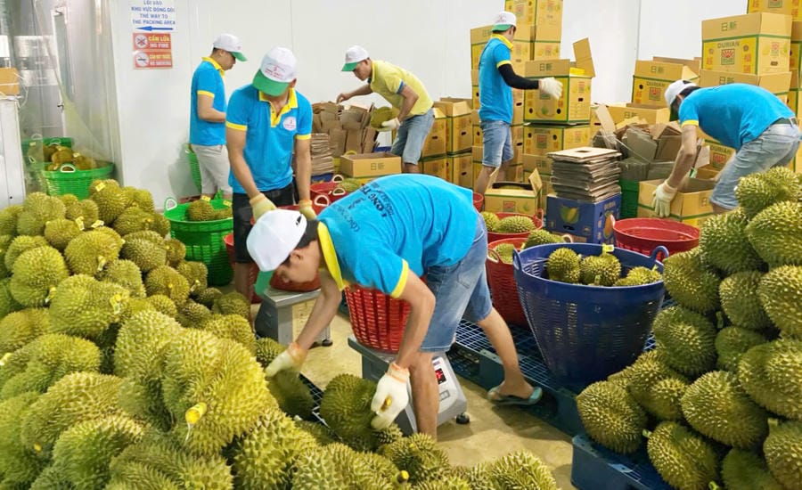 Lam Dong province is focusing on removing difficulties to improve the quality of durian products towards sustainable exports. Photo: Phuc Khanh