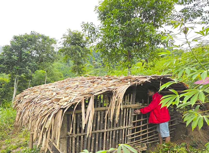 people in mountainous Nghe An develop a model combining animal husbandry and cultivation from the support capital of the National Target Program. Photo: Hoai Thu