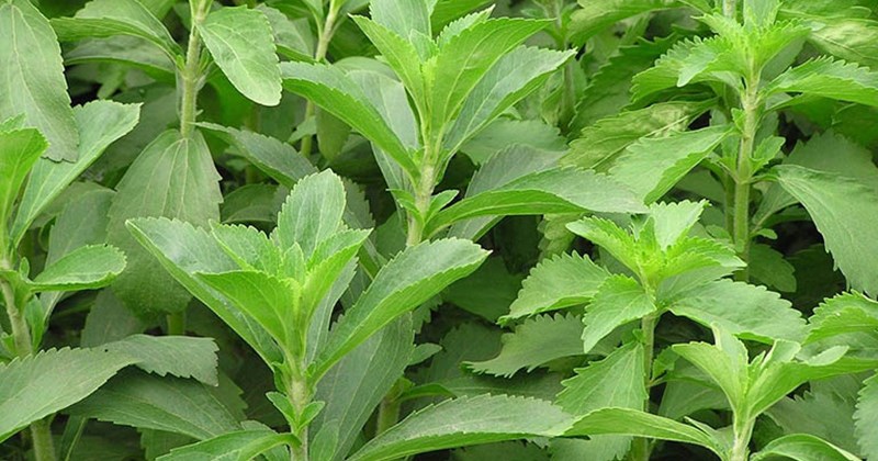Cỏ vị ngọt giúp ổn định huyết áp, phát hiện mới