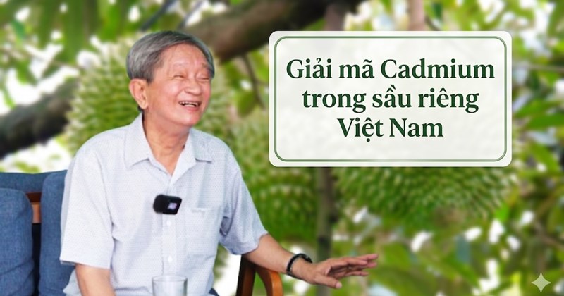 Giải mã cadmium trong sầu riêng Việt Nam