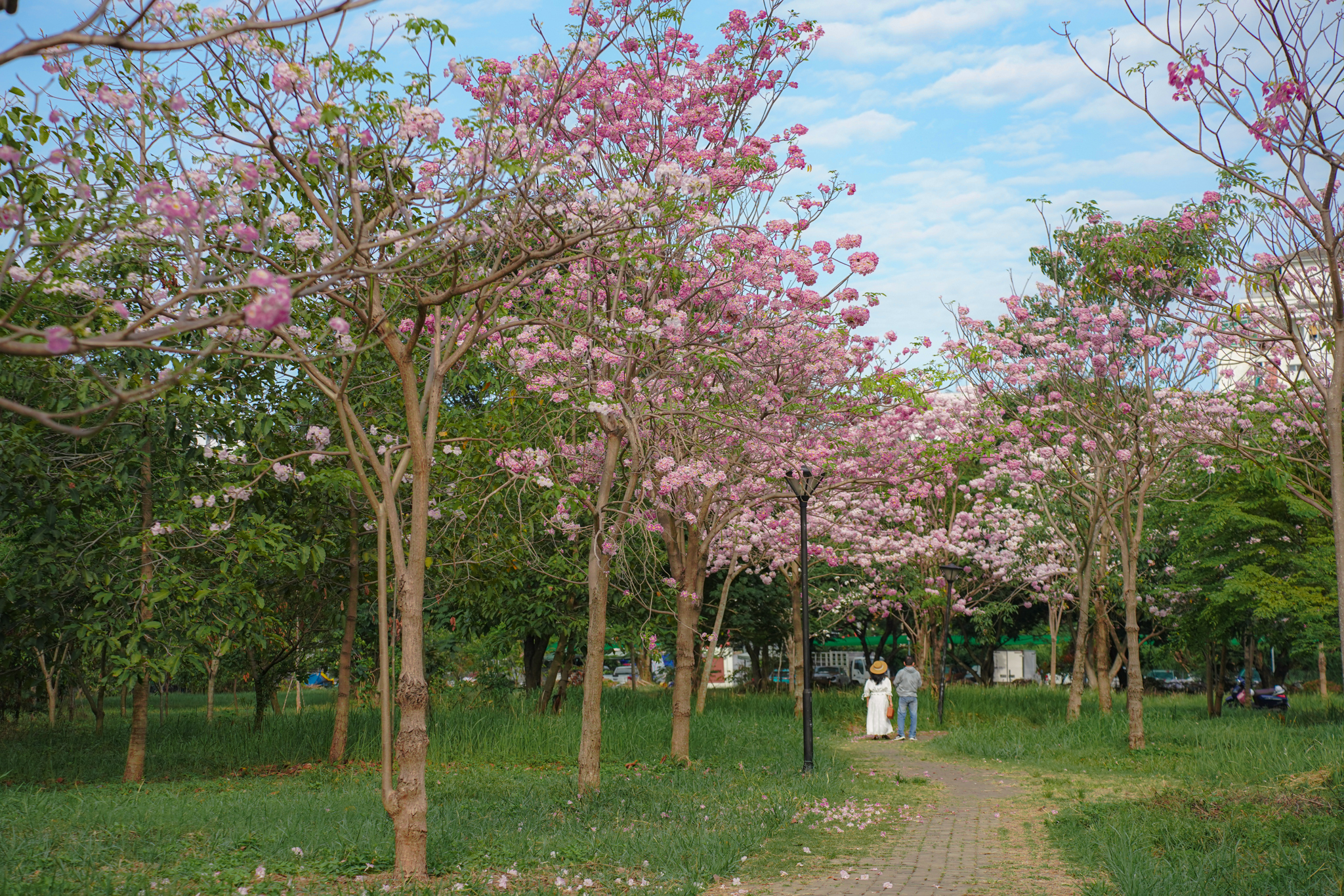 hoa-ken-hong-bld-2