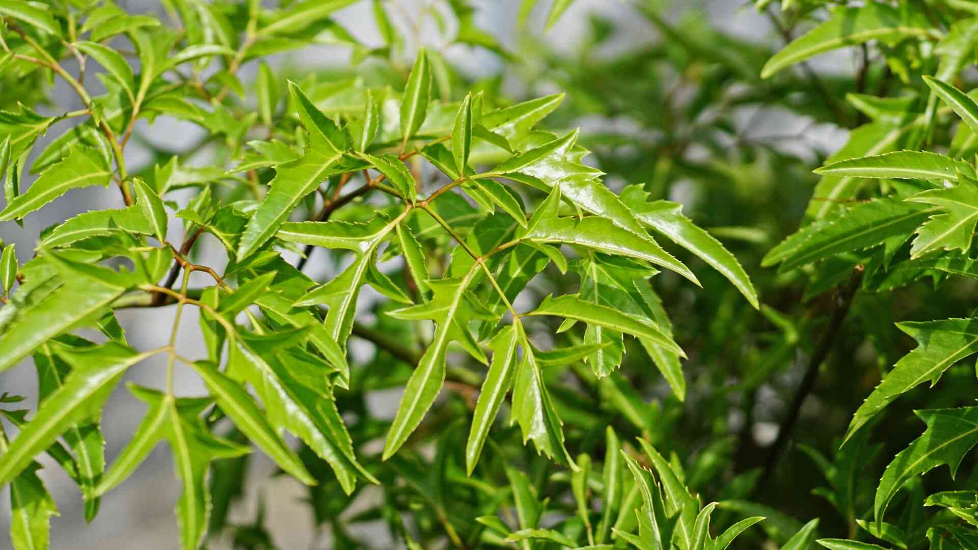 The mild fragrance and active ingredients in dinh lang leaves can soothe the nervous system, contributing to a good night's sleep for people who are often stressed. Photo: Canva