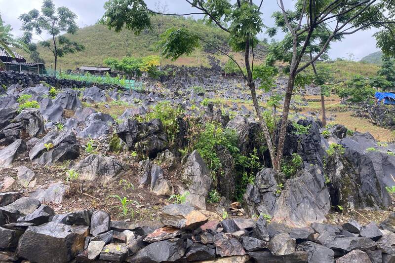 “Miền đá” hoang sơ Sín Chải với những dãy núi tai mèo nhấp nhô trải dài bất tận. Ảnh: Trường Sơn
