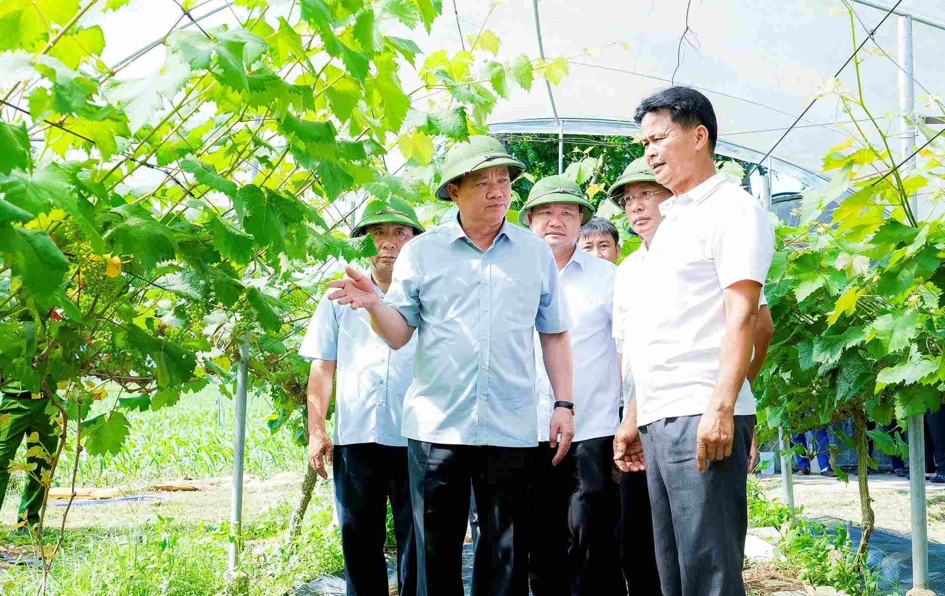 Bí thư Tỉnh ủy Nghệ An Nguyễn Khắc Thận thăm mô hình trồng nho tại xã Minh Hợp. Ảnh: Phạm Bằng