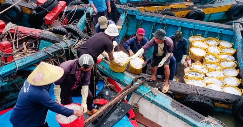 Ngư dân trúng đậm mùa biển, mỗi lao động chia 30 triệu đồng