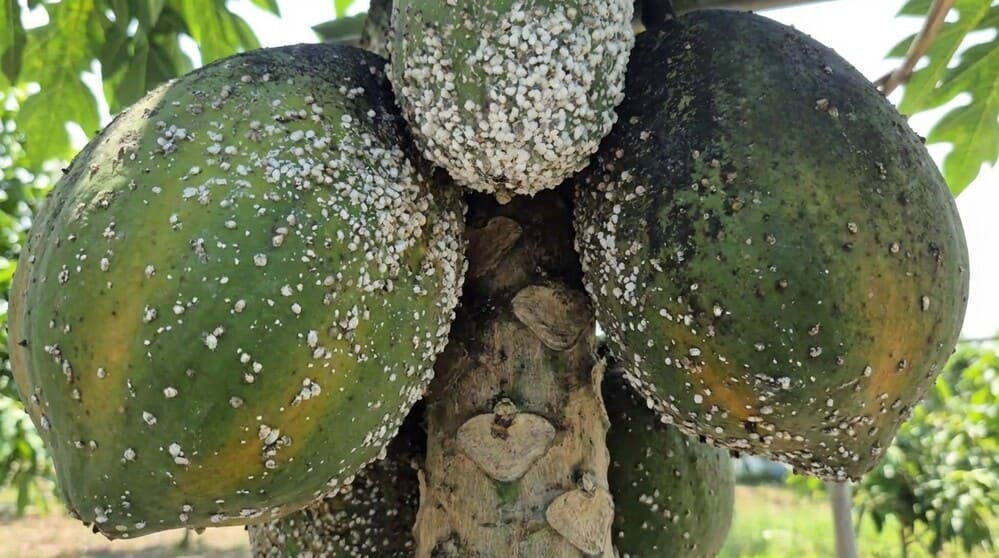 Treat wood earwigs from papaya trees with some simple but highly effective tips. Photo: Thu Huong