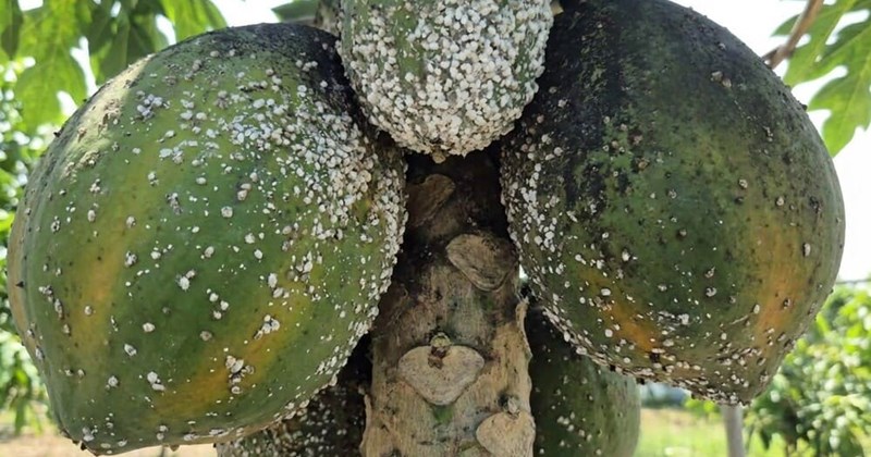 4 mẹo trị bọ phấn trắng hại đu đủ cho bà nội trợ