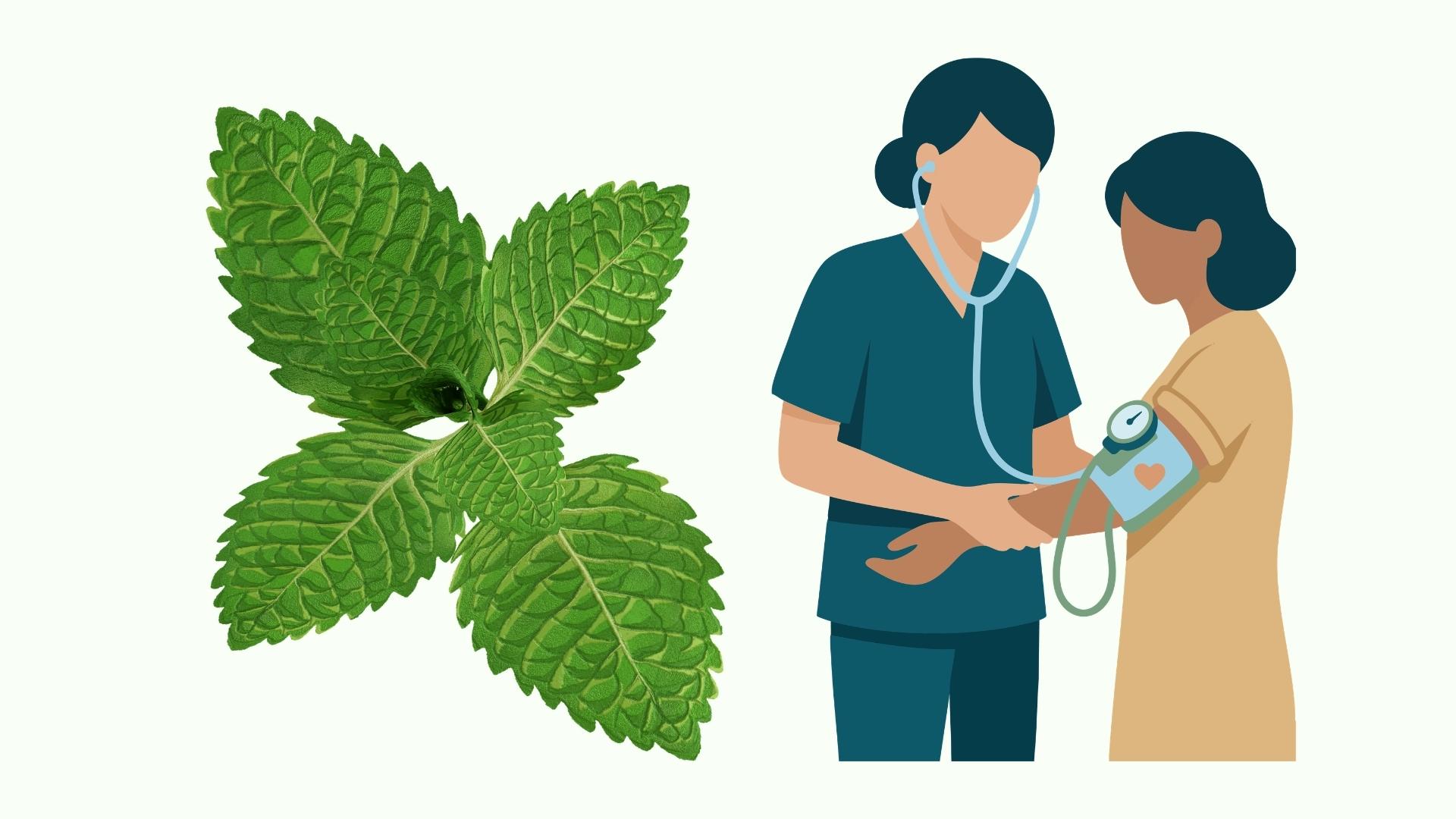 Can peppermint essential oil help control blood pressure? Graphics: Linh Dan