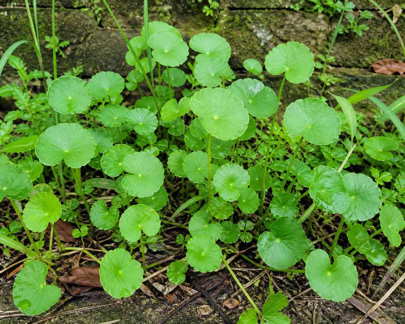 Liver detoxification with wild vegetables everywhere. Graphics: Vy Vy