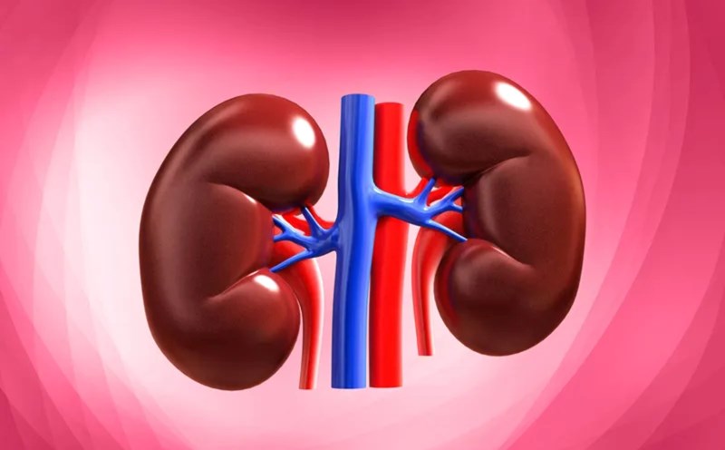 Kidneys play an important role in filtering and removing waste from the body. Photo: Nhu Ha