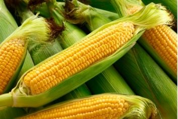 Unexpected benefits of corn for cardiovascular and digestive systems