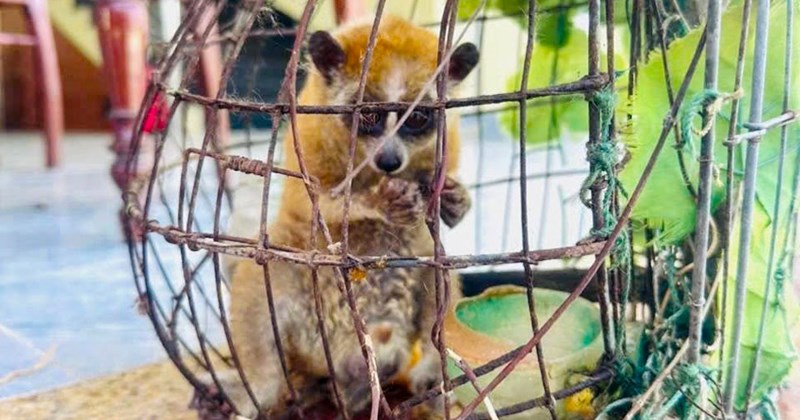 Phát hiện củ loa kèn quý hiếm, người dân giao nộp cho công an