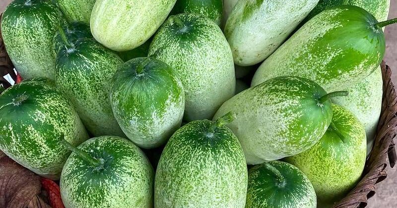 Sơn La: Mô hình xen canh cây ăn trái với lúa ở độ cao 1.000m