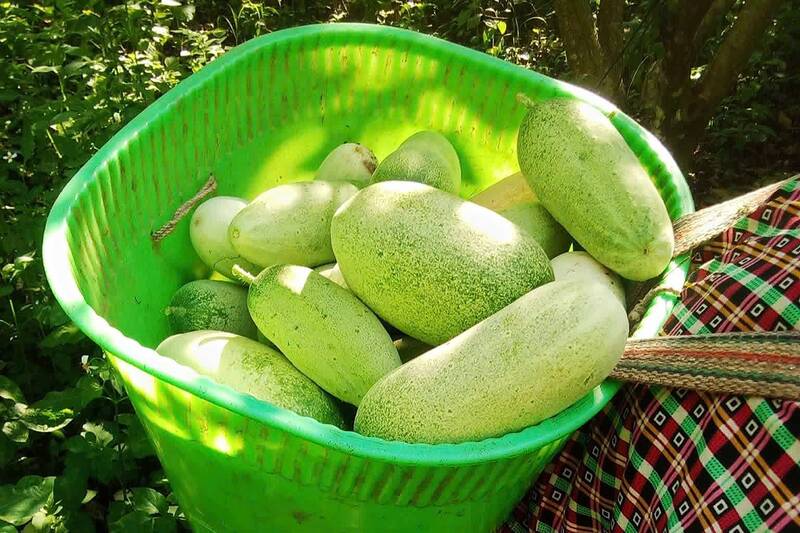 Dưa mèo được bà con dân tộc H'Mông các bản vùng cao khu vực Bắc Yên gừi xuống bán cho khách du lịch. Ảnh: Trường Sơn