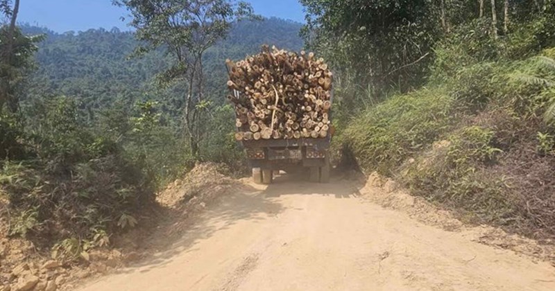 Huế yêu cầu làm rõ trách nhiệm chậm trồng rừng thay thế