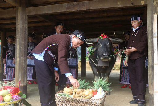 Homeowners prepare offerings to offer during the ritual of worshiping the buffalo spirit, expressing gratitude after the harvest season of the Lu people. Photo: Village of Culture - Tourism of Vietnamese Ethnic Groups