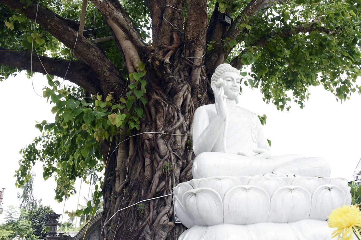Cây bồ đề có tên khoa học là Ficus religiosa. Hình ảnh cây bồ đề gắn liền với quá trình ngộ đạo và tu hành của Đức Phật. Ảnh: Nguyễn Huệ