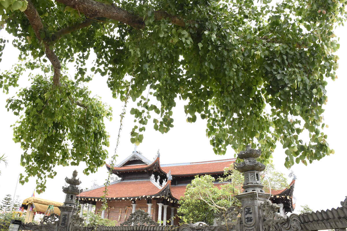 Cũng theo Đại Đức Thích Giác Thành, cây hiện phát triển xanh tốt, không bị sâu bệnh. Ảnh: Nguyễn Huệ
