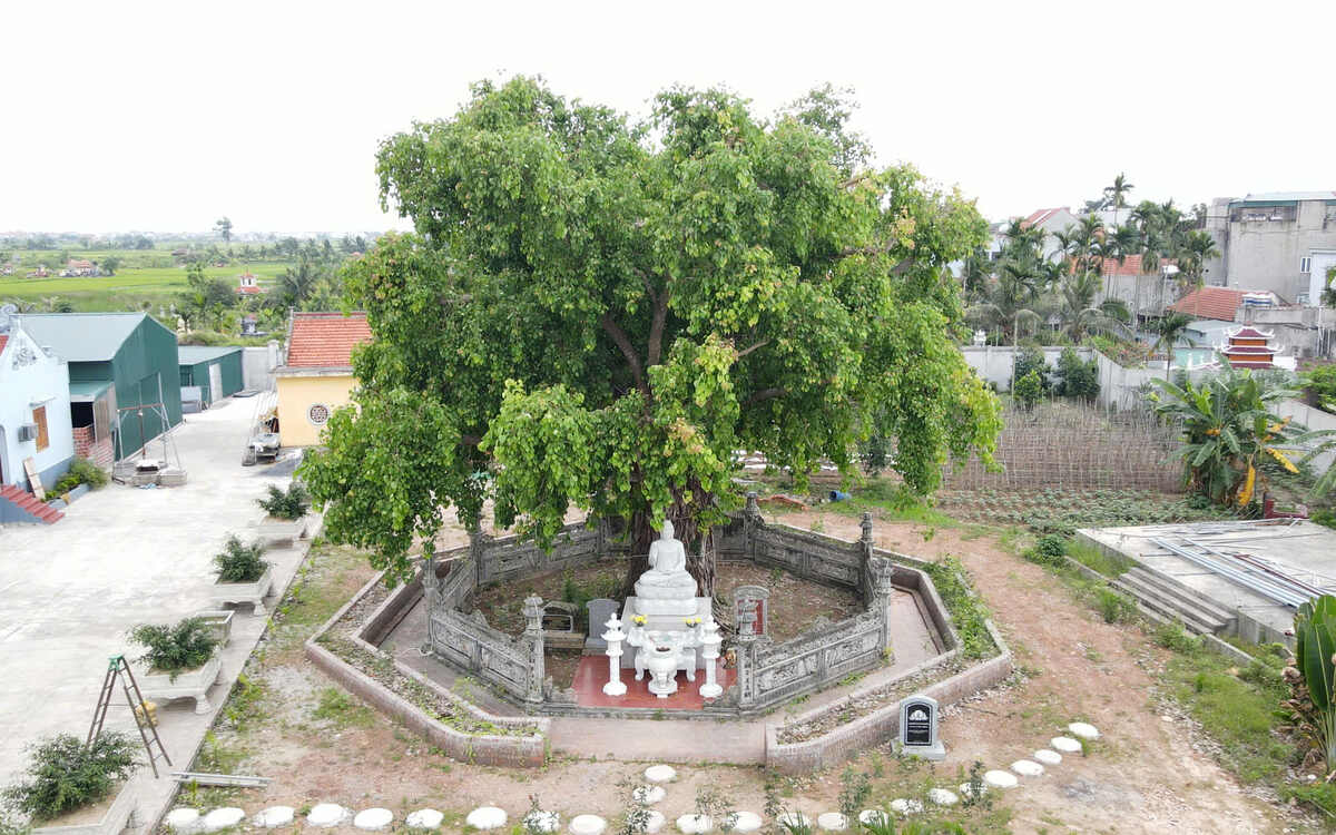 Đại đức Thích Giác Thành, trụ trì chùa Hưng Linh cho biết, cây bồ đề đã có từ lâu đời, cây mọc tự nhiên, không có sự tác động của con người. Ảnh: Nguyễn Huệ