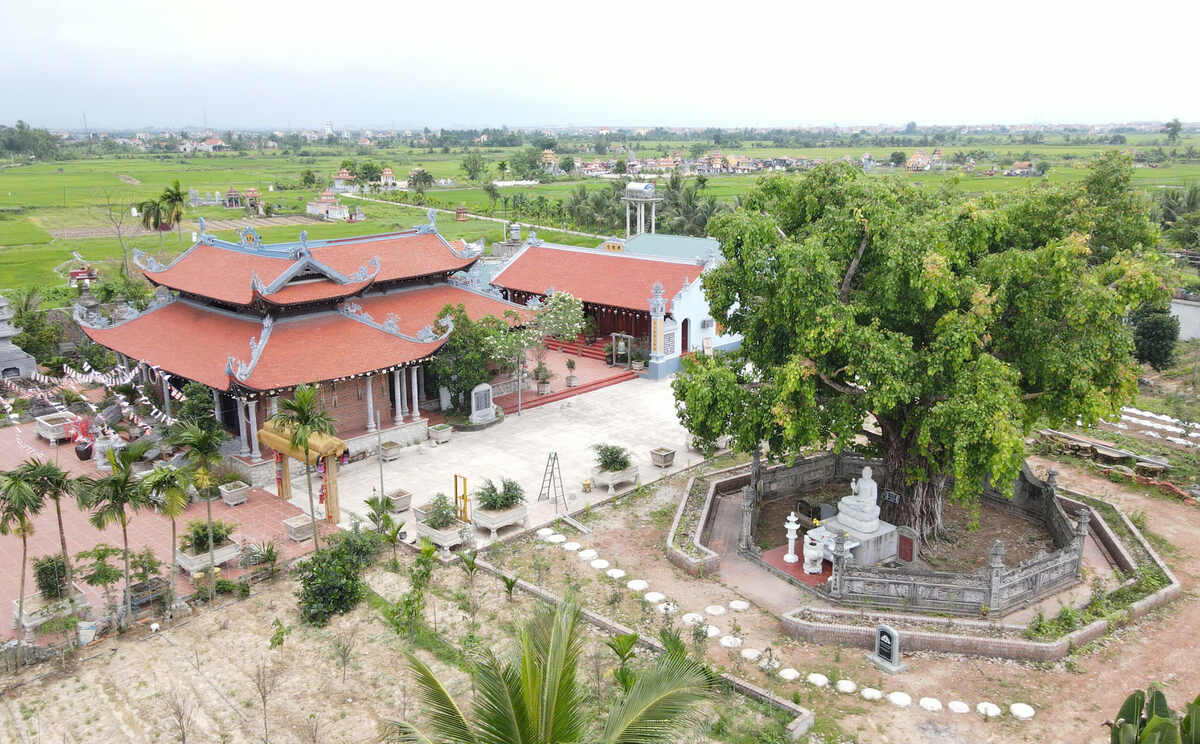 The ancient Bodhi tree is located in the grounds of Hung Linh Pagoda (Phong Coc ward, Quang Ninh). Photo: Nguyen Hue