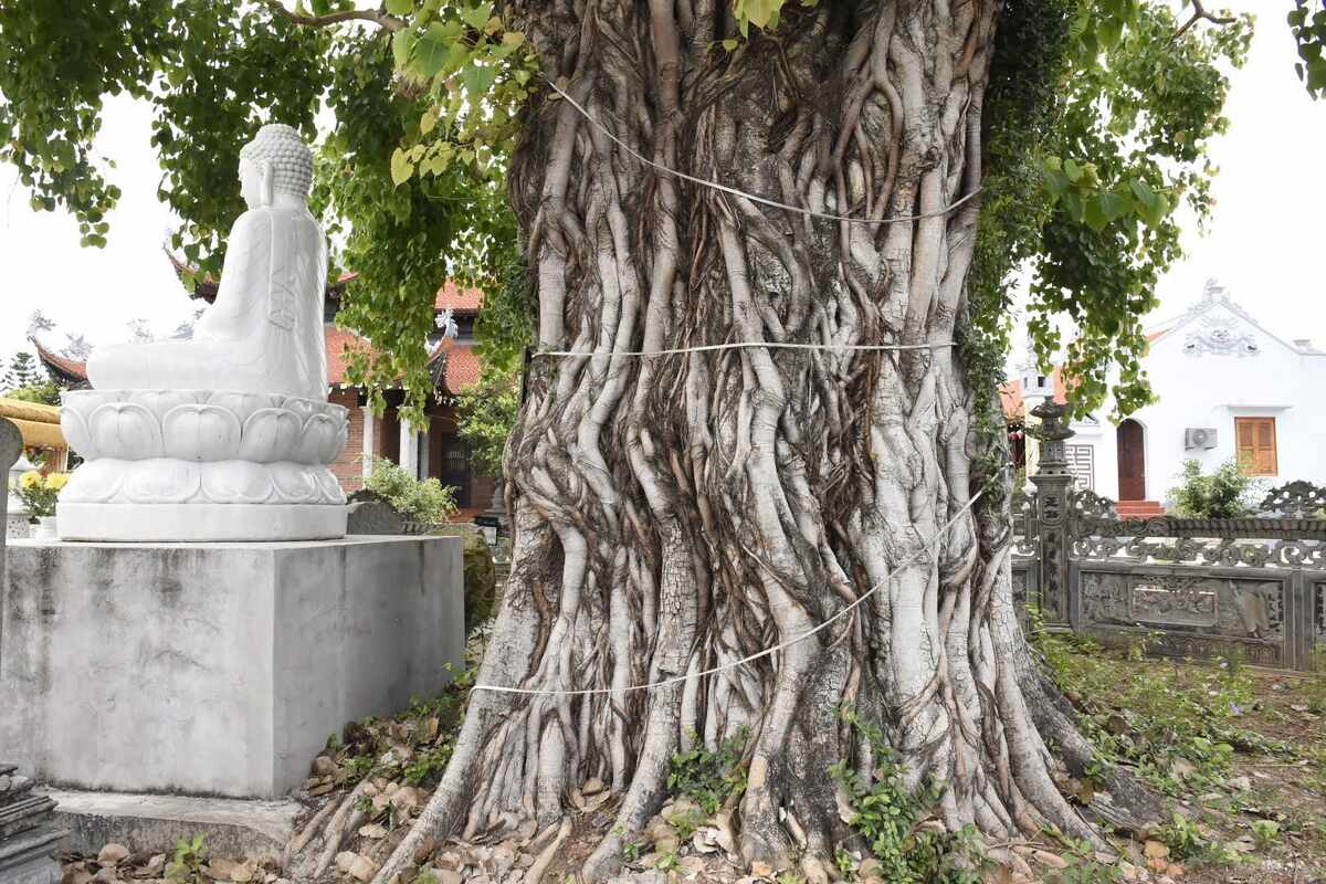 Rễ cây đâm sâu vào lòng đất, tạo thế vững chãi. Ảnh: Nguyễn Huệ