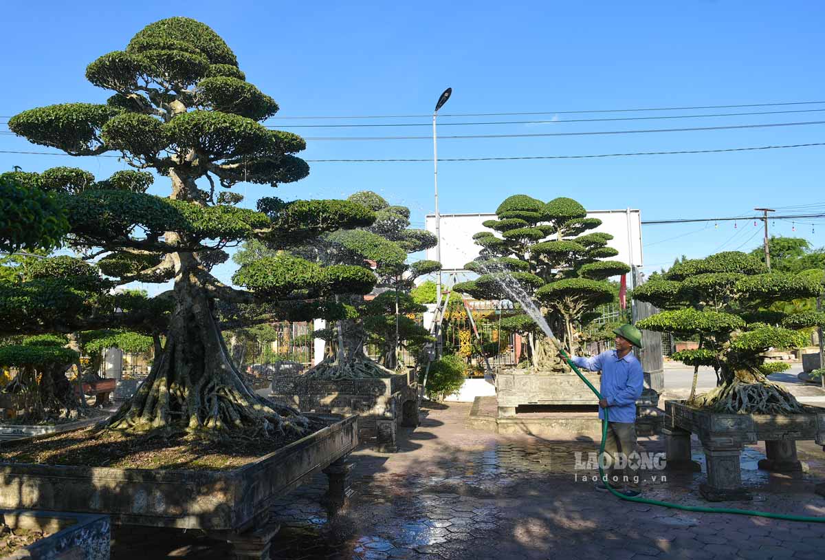 Vi Khe ornamental plant capital in Vi Khe ward, Ninh Binh province. Photo: Ha Vi