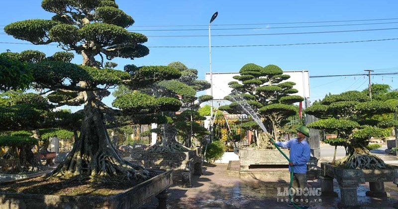 Ninh Bình: Làm giàu từ cây cảnh, nhiều vườn trăm tỷ đồng