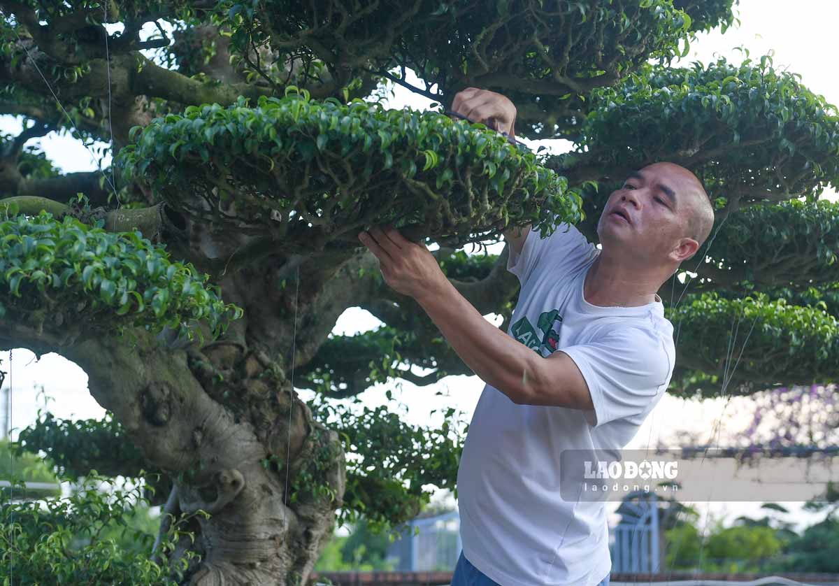 Những cây sanh được chủ vườn chăm sóc tỉ mỉ. Ảnh: Hà Vi