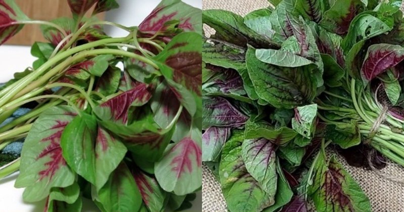 Giải nhiệt gan bằng rau củ mùa hè