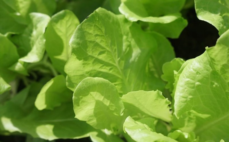 Green leafy vegetables are foods that help support healthy liver. Photo: Thanh Thanh