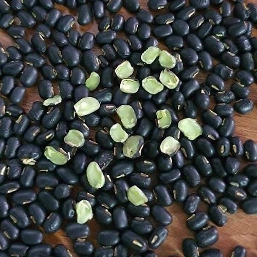 Black beans contain many nutrients that can help reduce the risk of premature graying. Photo: Quang Minh.