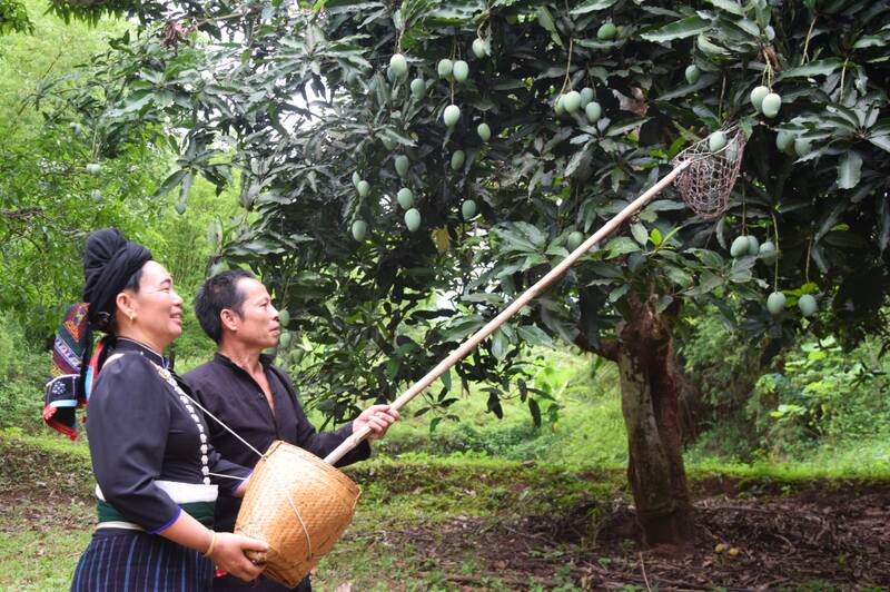 Phần thi hái xoài tại Ngày hội. Ảnh: Trường Sơn