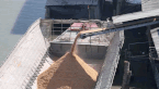 Many rice mills accused of causing pollution
