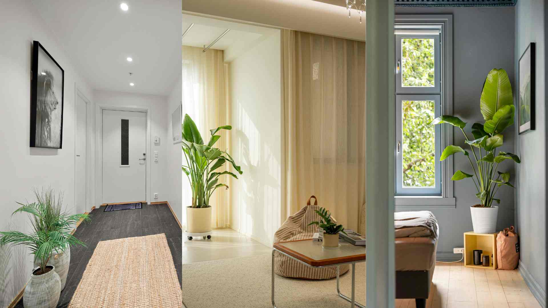 Arranging suitable green trees helps the house become fresher and more lively. Graphics: Ha May
