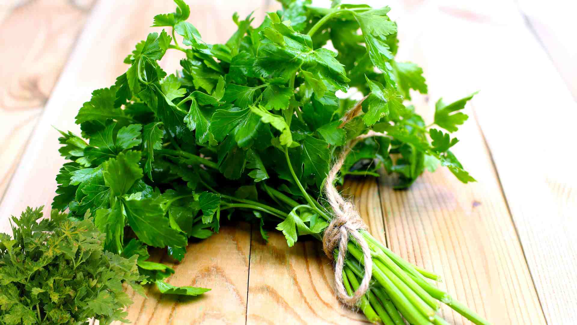 Parsley leaves are used by many people as a measure to help deodorize breath and reduce bad breath. Graphic photo: Huong Son