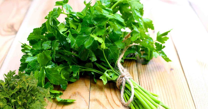 Lá cây nào giúp giảm hôi miệng hiệu quả?