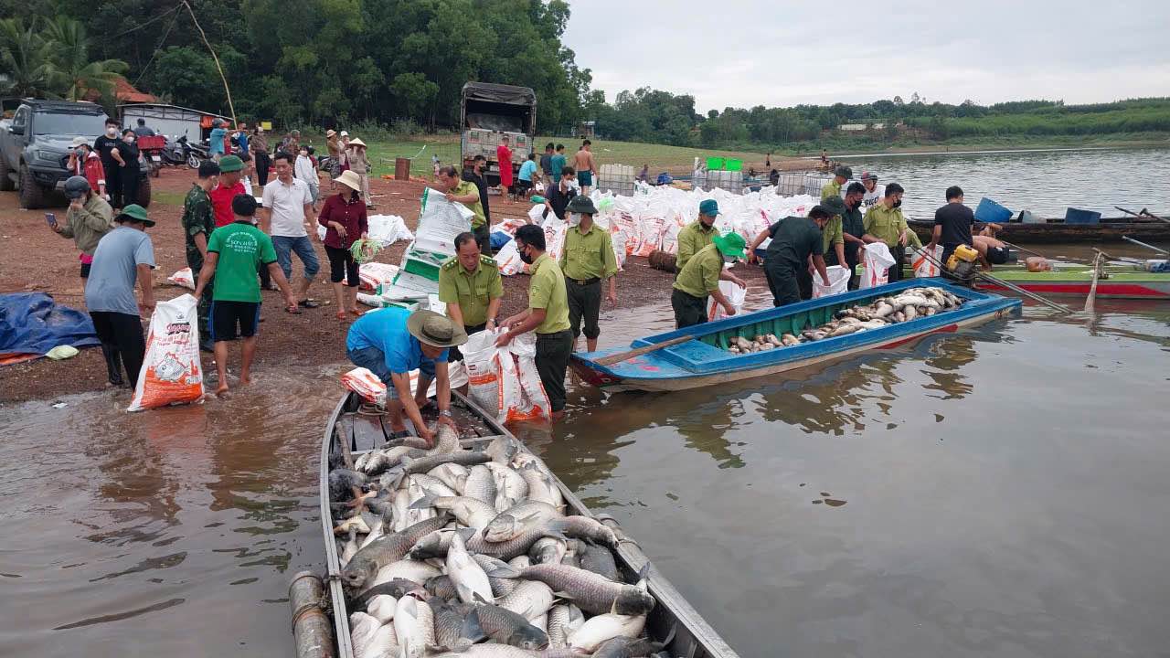 Functional forces of Tri An ward, Dong Nai city support people to pick up dead fish and bring them ashore, investigating the cause. Photo: HAC