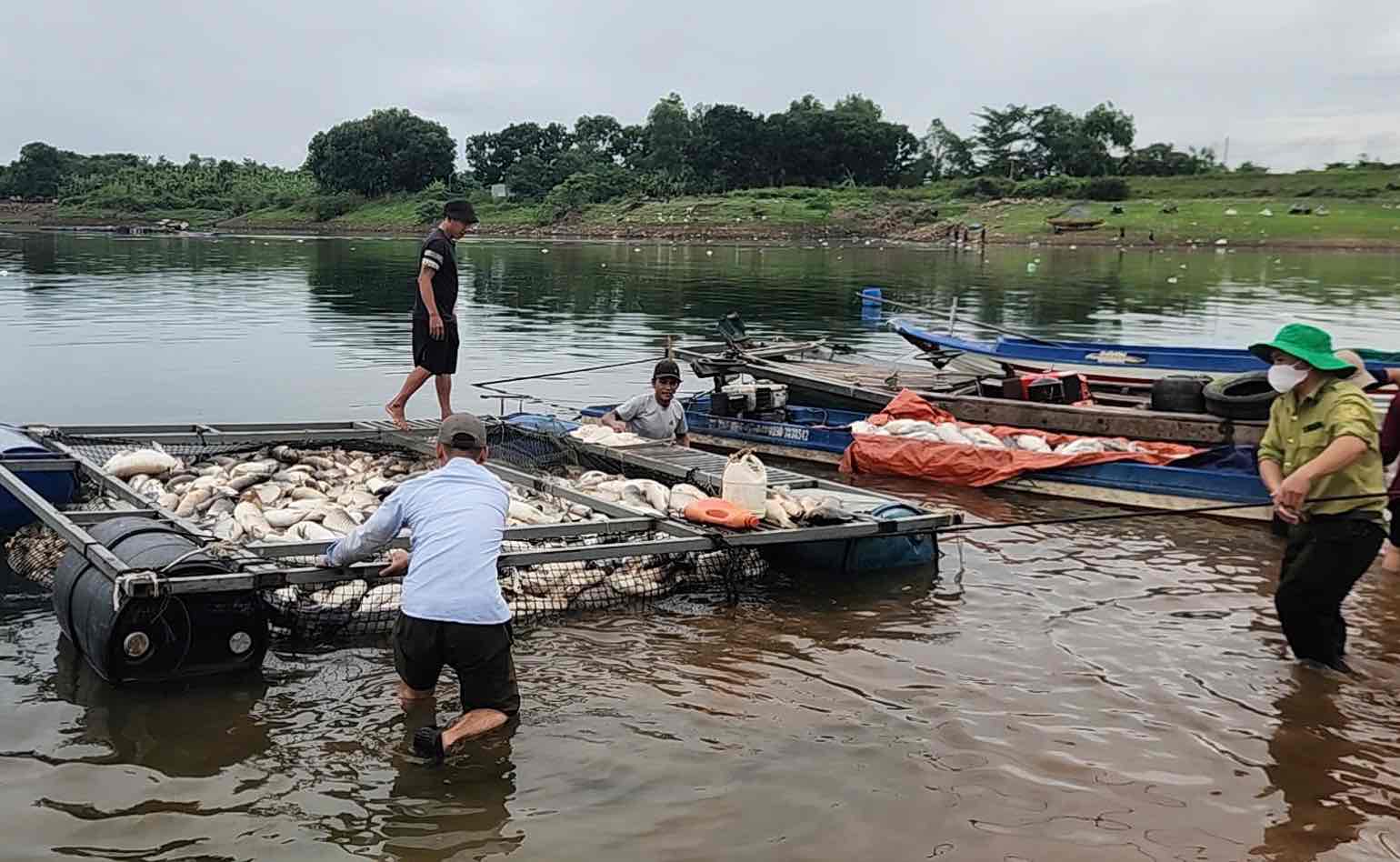 Lực lượng chức năng phường Trị An, thành phố Đồng Nai hỗ trợ người dân vớt cá chết đưa vào bờ, điều tra nguyên nhân. Ảnh: HAC