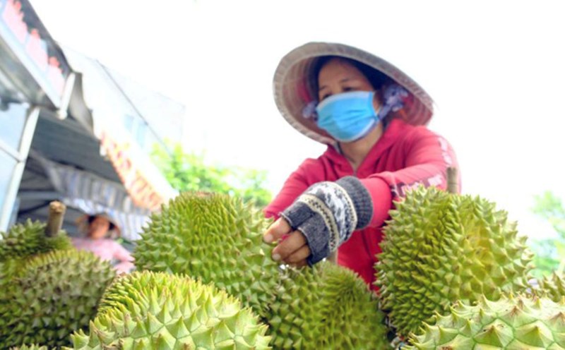 Durian entangled in bottlenecks, need technical process and forecasting system